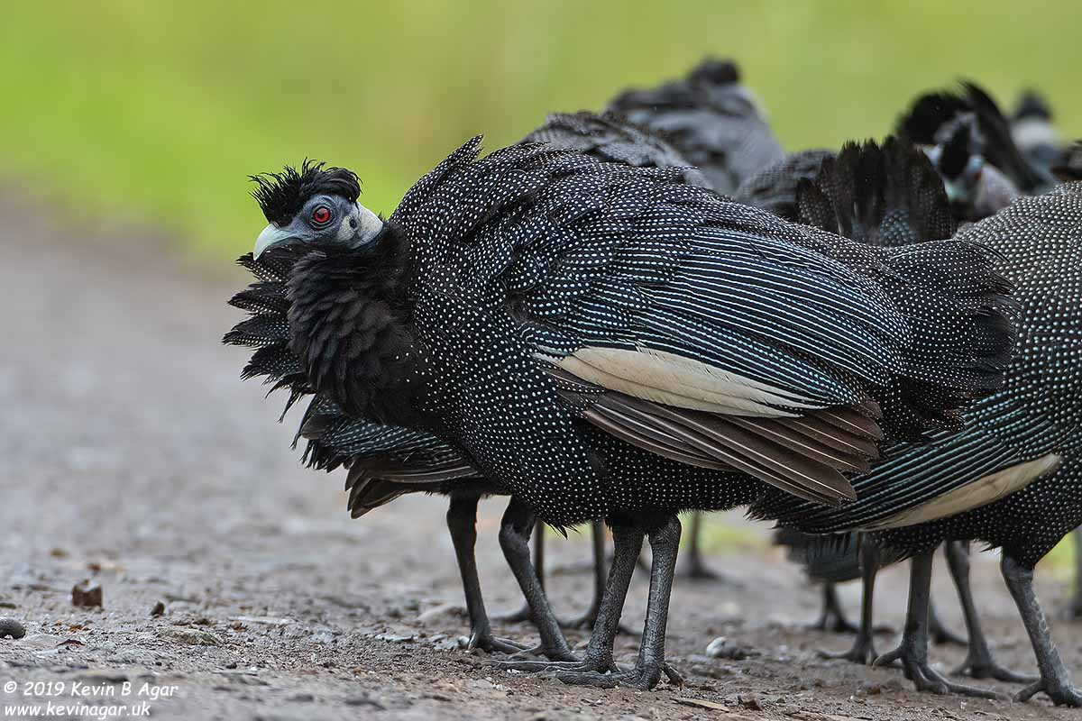 7D2_6866.jpg 7D2_6866.jpg