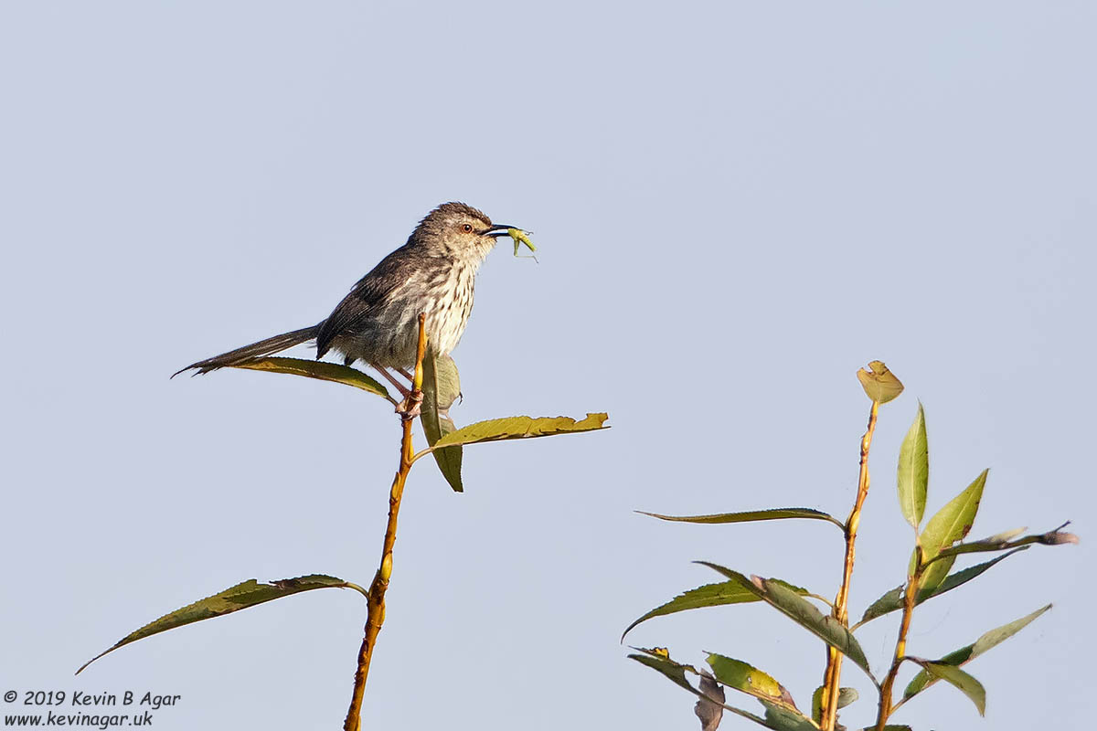 7D2_7954.jpg 7D2_7954.jpg