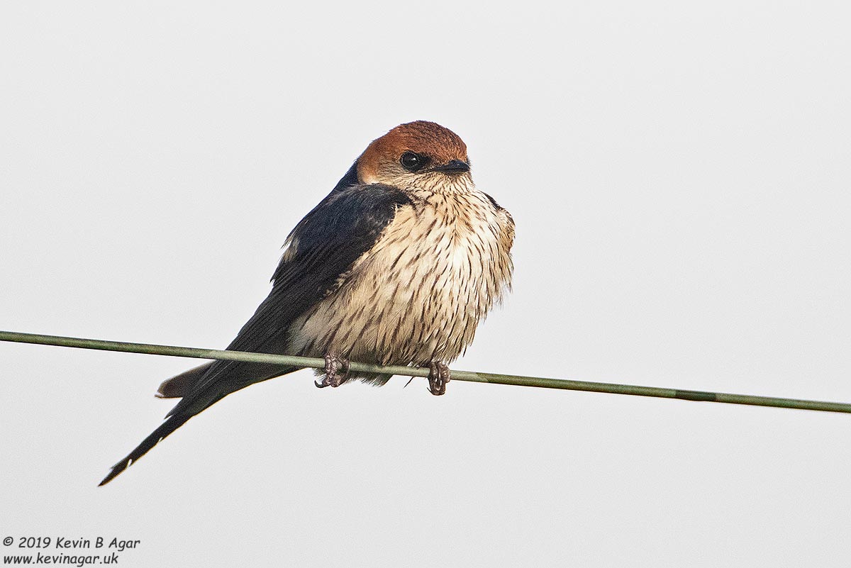 7D2_7963.jpg 7D2_7963.jpg