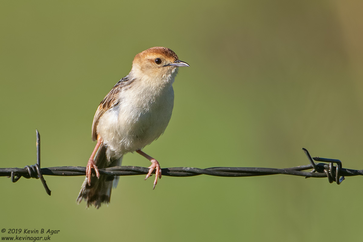 7D2_8015.jpg 7D2_8015.jpg