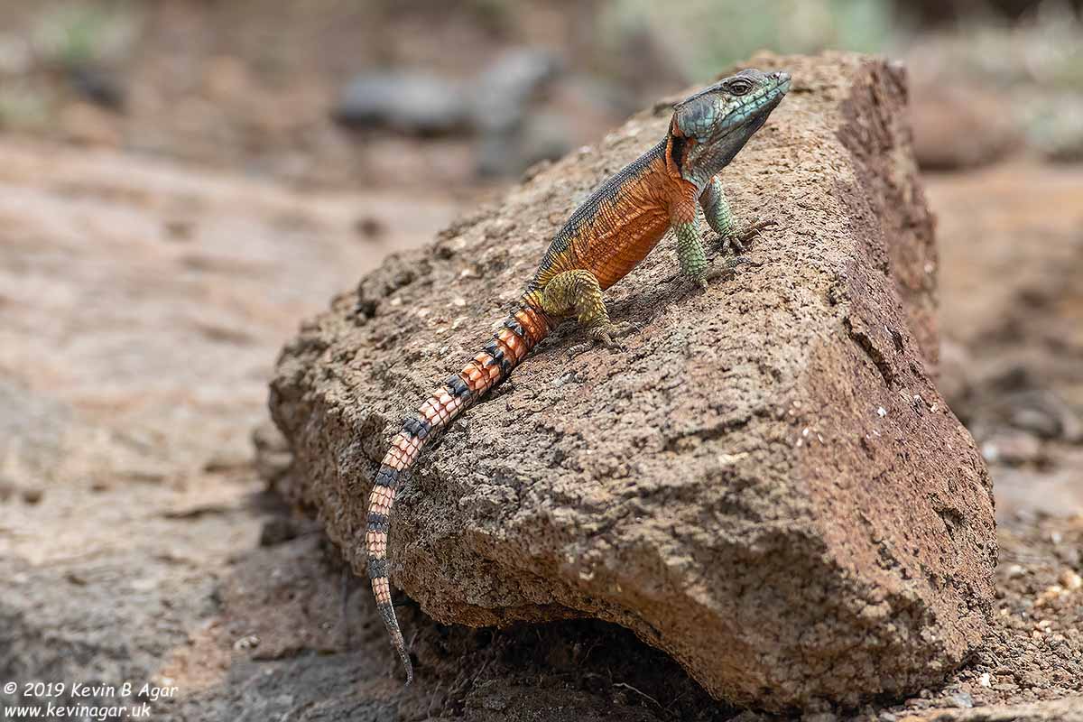 7D2_8506.jpg 7D2_8506.jpg