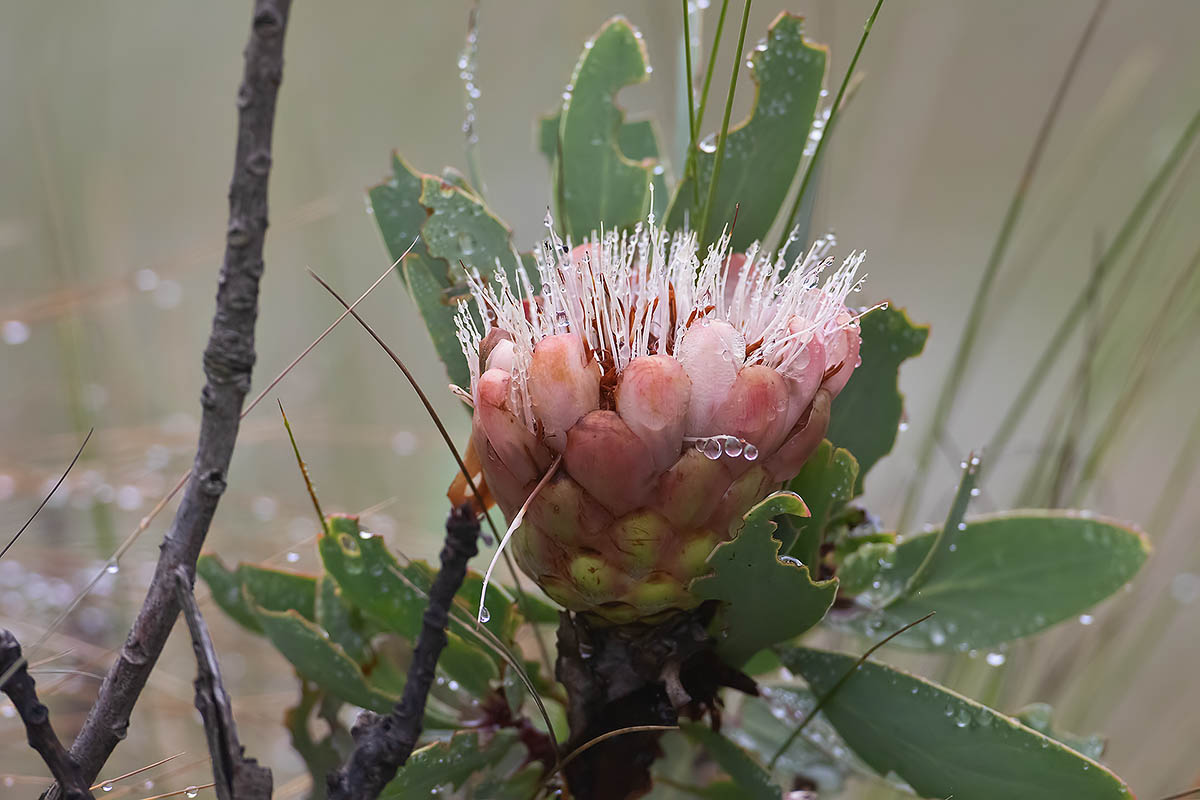 7D2_8728.jpg 7D2_8728.jpg