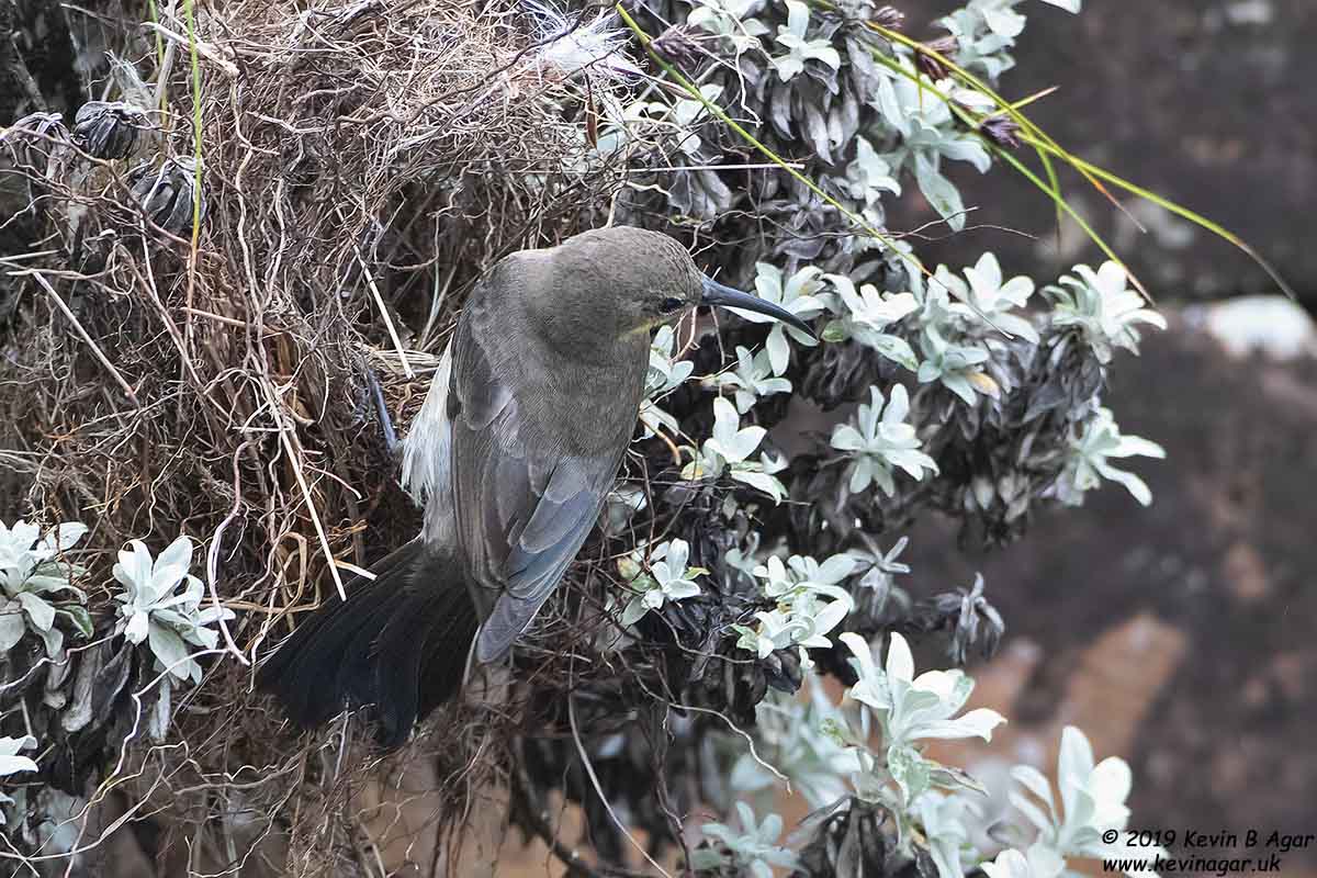 7D2_8731.jpg 7D2_8731.jpg