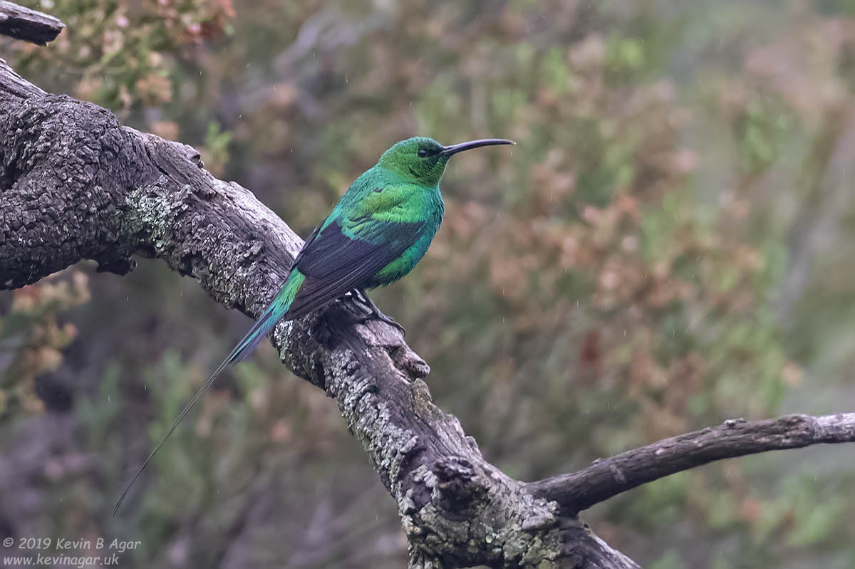 7D2_8737.jpg 7D2_8737.jpg