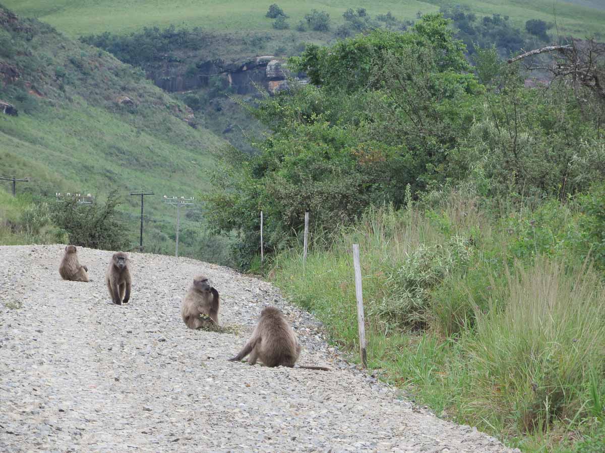 IMG_1690.jpg IMG_1690.jpg