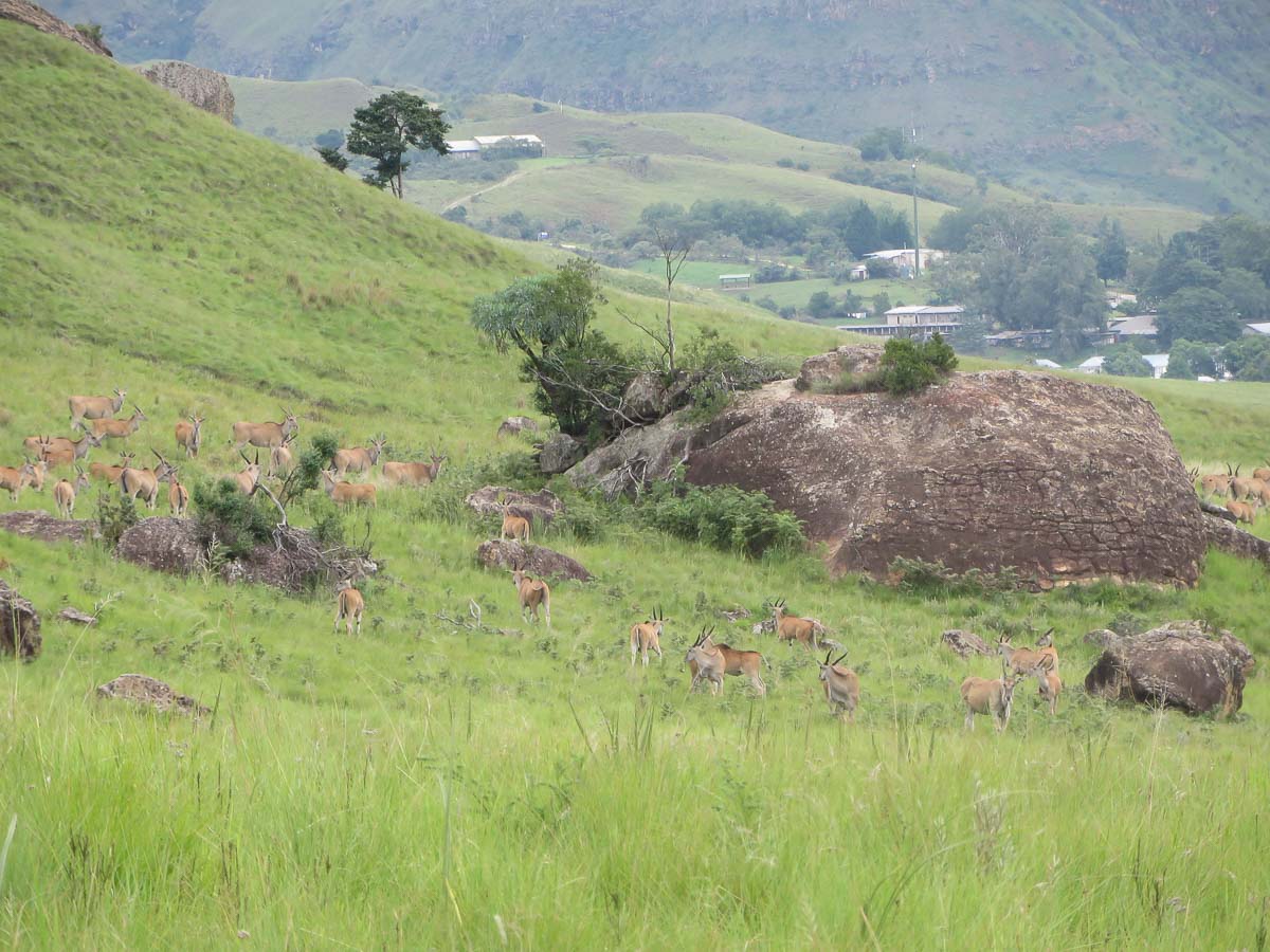 IMG_1752.jpg IMG_1752.jpg