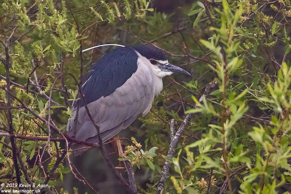 7D2_9346.jpg 7D2_9346.jpg