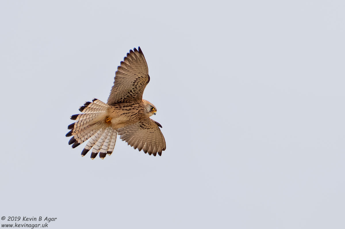 7D2_9424.jpg 7D2_9424.jpg