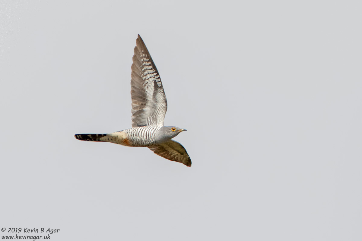 7D2_9449.jpg 7D2_9449.jpg