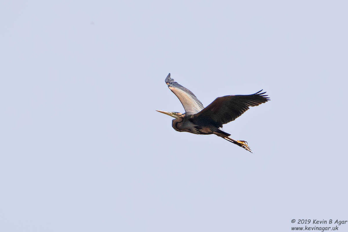 7D2_9465.jpg 7D2_9465.jpg