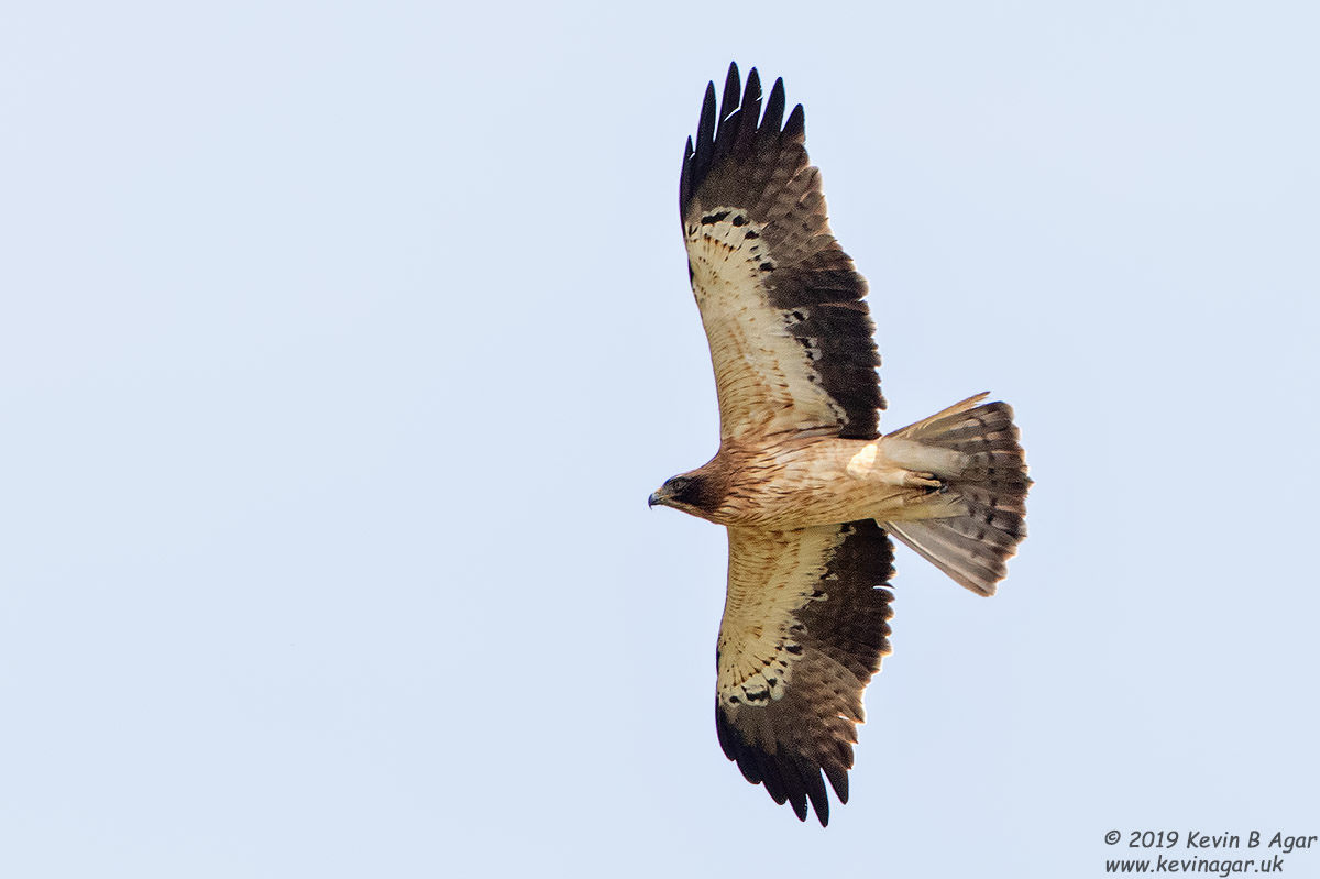 7D2_9585.jpg 7D2_9585.jpg