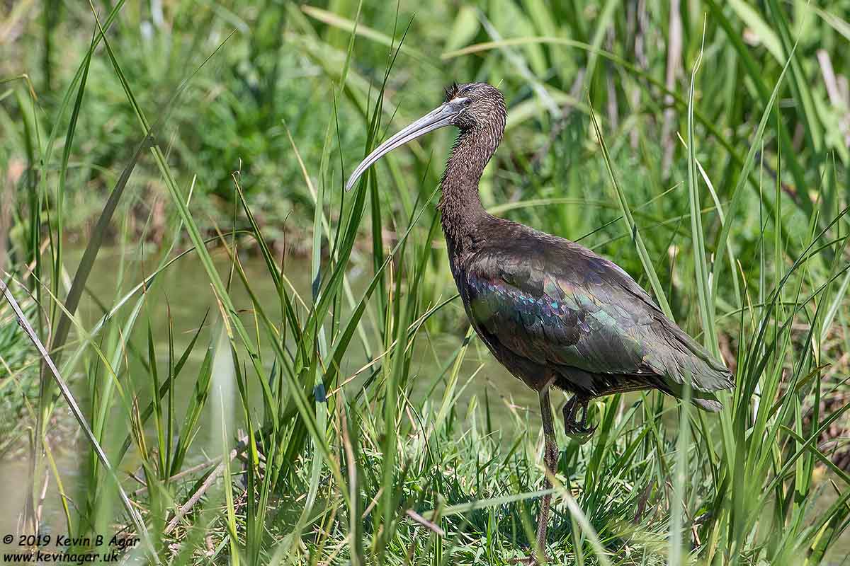 7D2_9757.jpg 7D2_9757.jpg