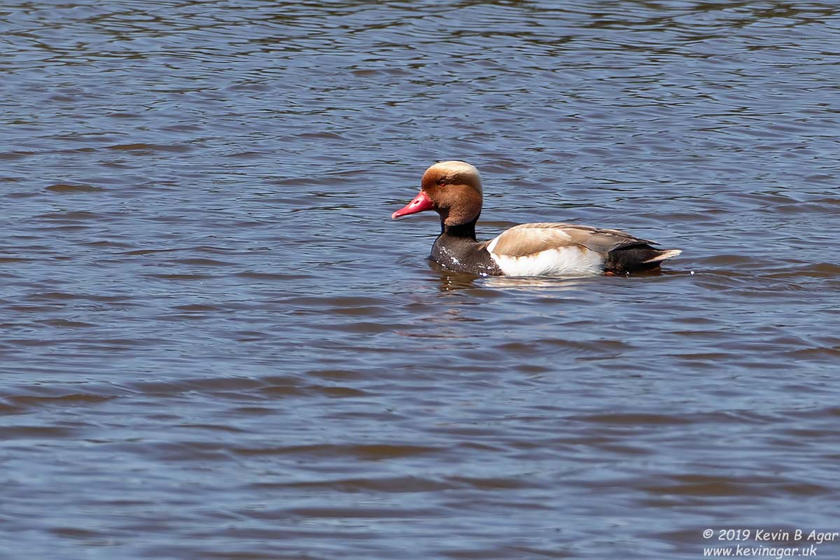 7D2_9776.jpg 7D2_9776.jpg