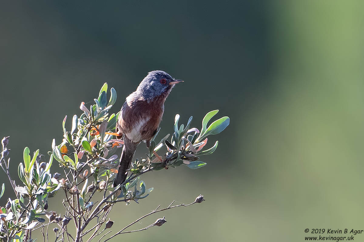 7D2_9903.jpg 7D2_9903.jpg