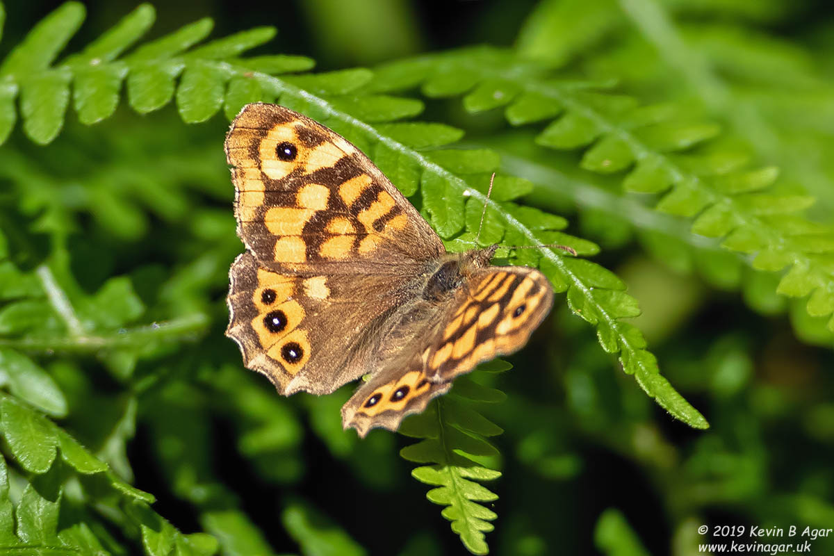 7D2_9916.jpg 7D2_9916.jpg