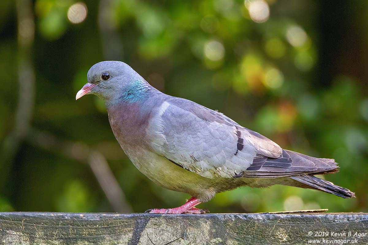 7D2_1794.jpg 7D2_1794.jpg