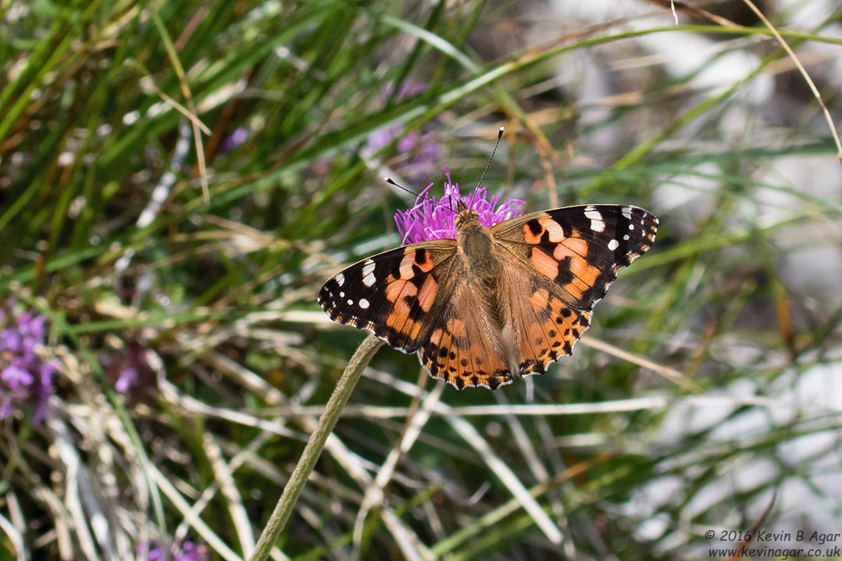 7D2_4387.jpg