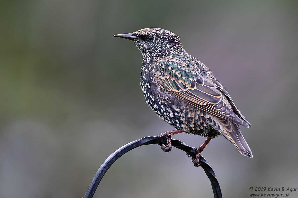 7D2_2714.jpg 7D2_2714.jpg