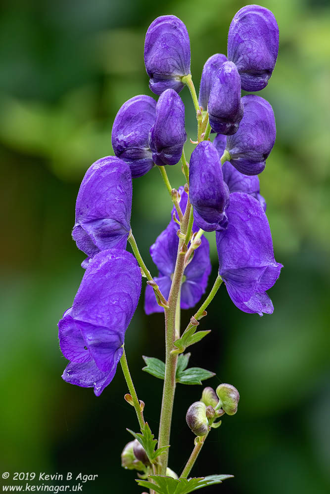 7D2_2669.jpg