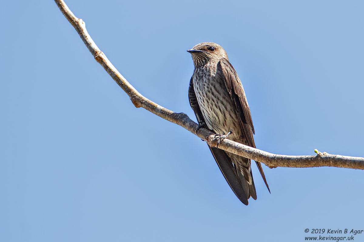 7D2_3035.jpg 7D2_3035.jpg