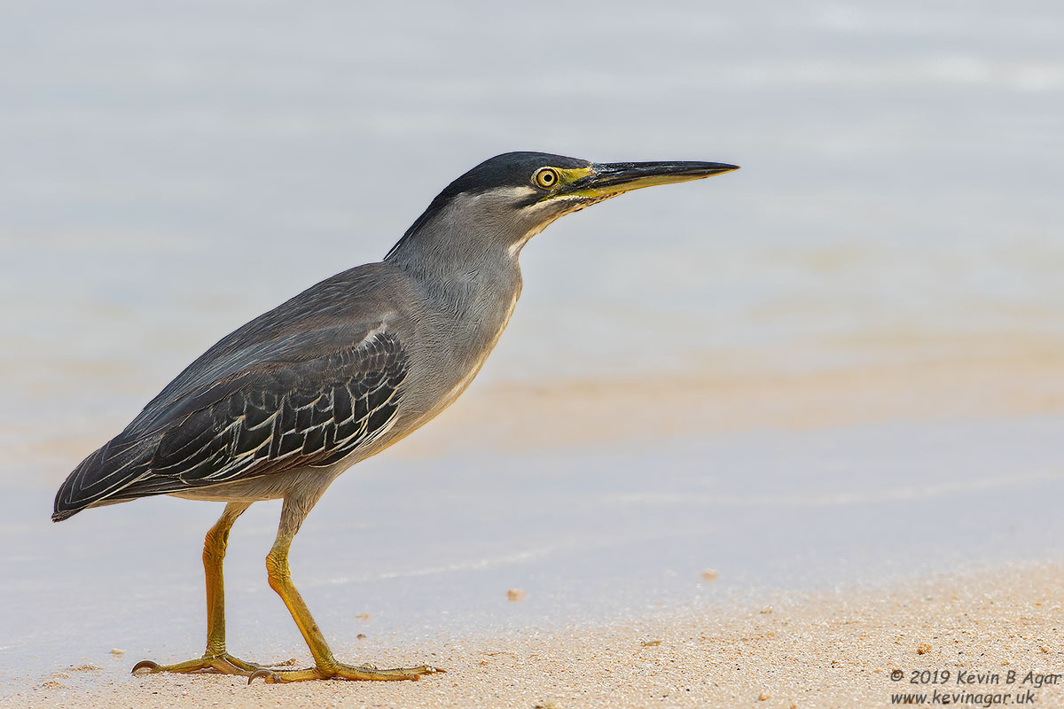 7D2_3634.jpg 7D2_3634.jpg