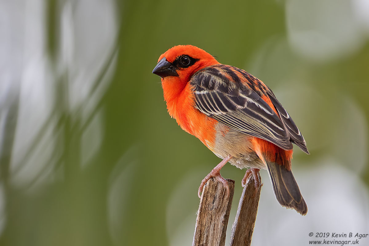 7D2_3696.jpg 7D2_3696.jpg