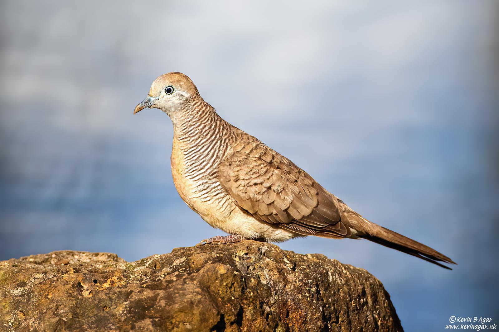 7D2_3213.jpg 7D2_3213.jpg