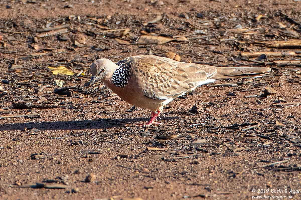 7D2_2981.jpg 7D2_2981.jpg