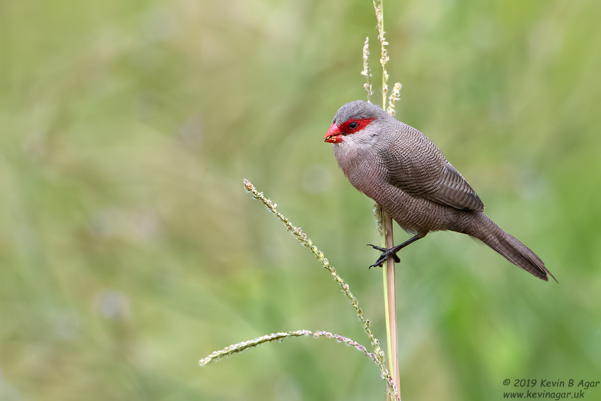 7D2_3442.jpg 7D2_3442.jpg