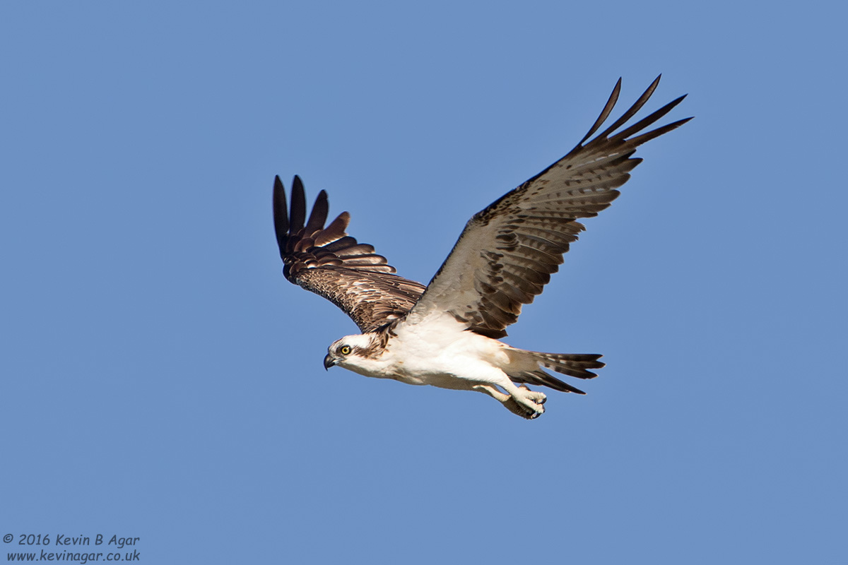 7D2_8244.jpg