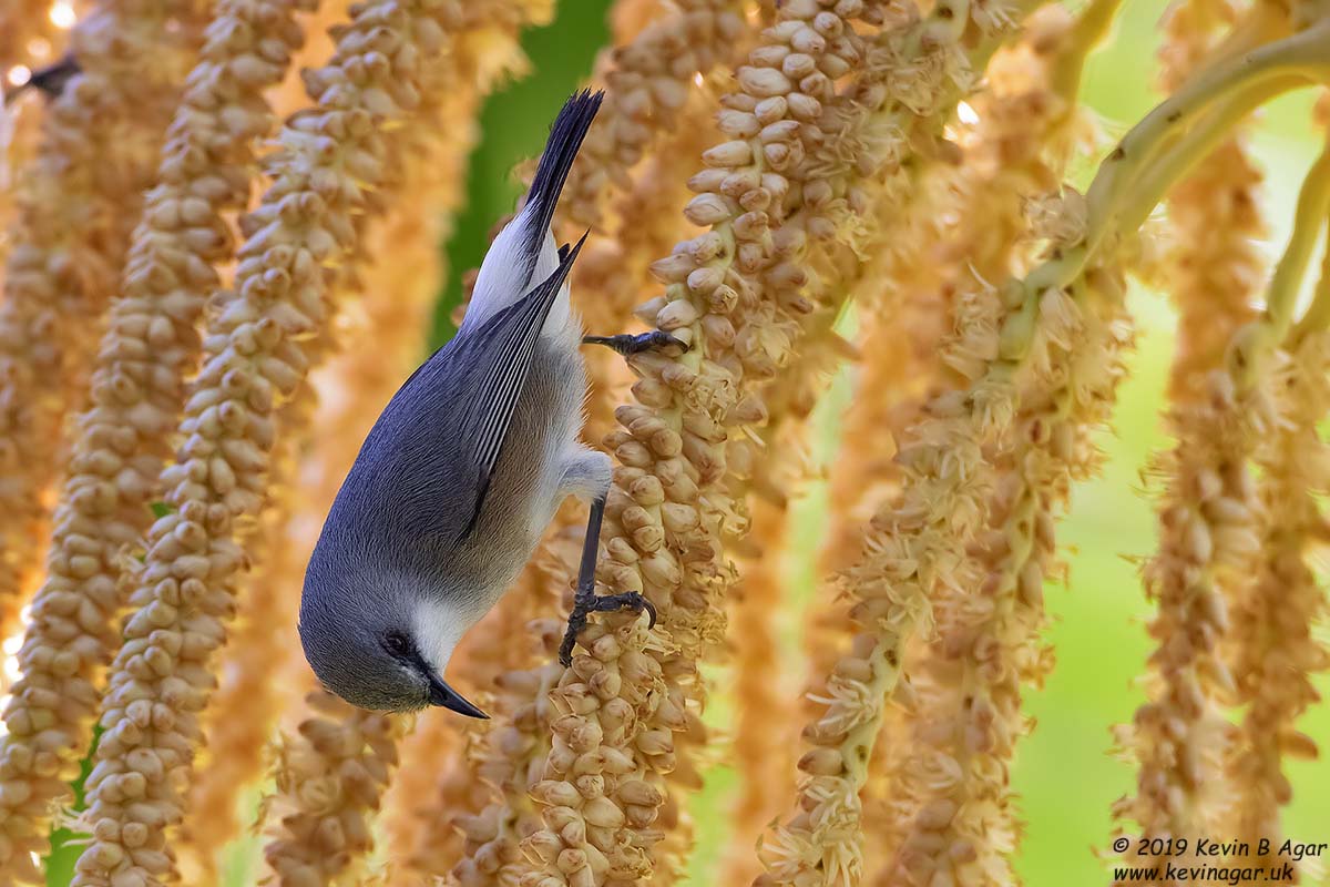 7D2_3367.jpg 7D2_3367.jpg