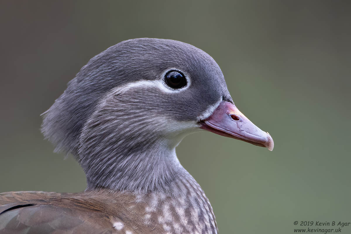 7D2_3964.jpg 7D2_3964.jpg