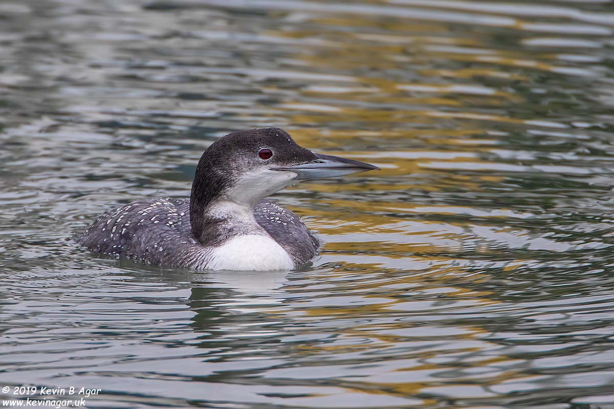 7D2_4902.jpg 7D2_4902.jpg