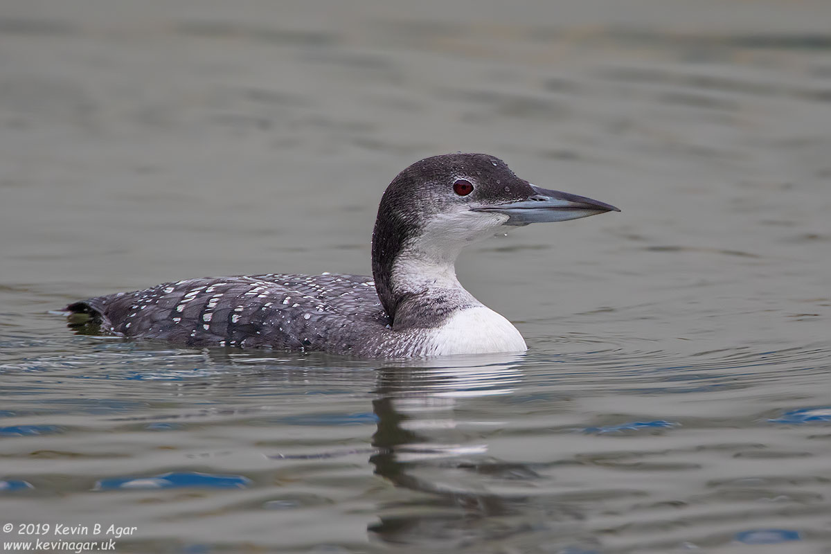 7D2_5075.jpg 7D2_5075.jpg