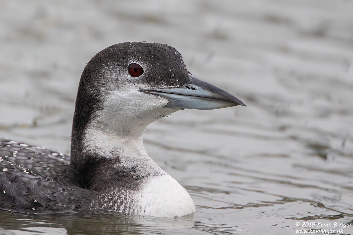 7D2_5099.jpg 7D2_5099.jpg