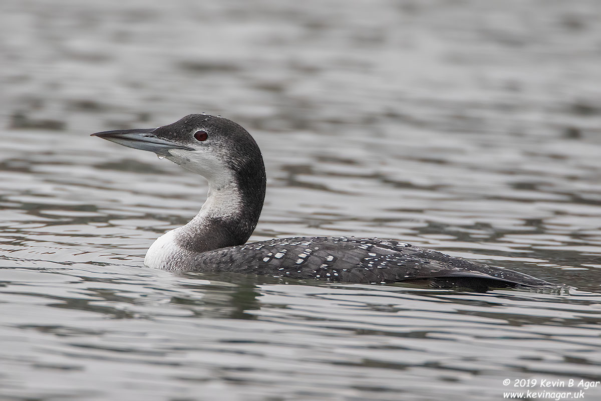 7D2_5123.jpg 7D2_5123.jpg