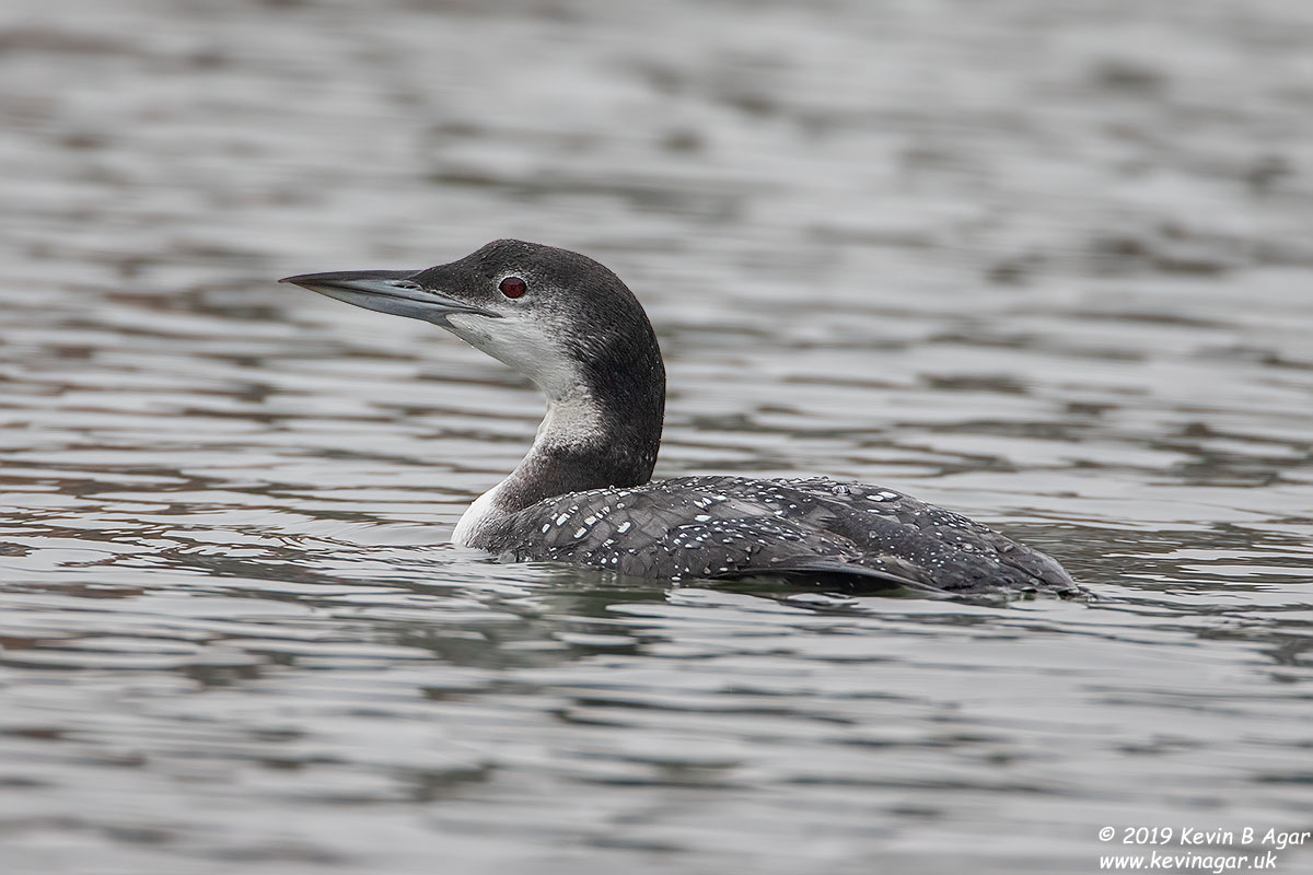 7D2_5128.jpg 7D2_5128.jpg