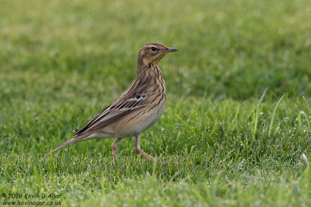 7D2_8379.jpg