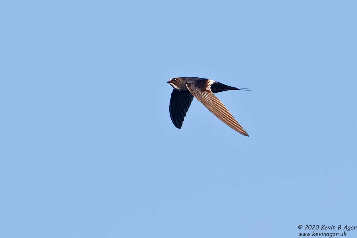 7D2_8729.jpg
