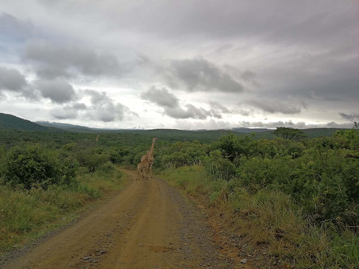 IMG_20200123_073908.jpg IMG_20200123_073908.jpg