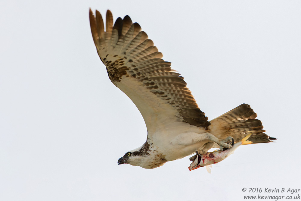 7D2_8507.jpg