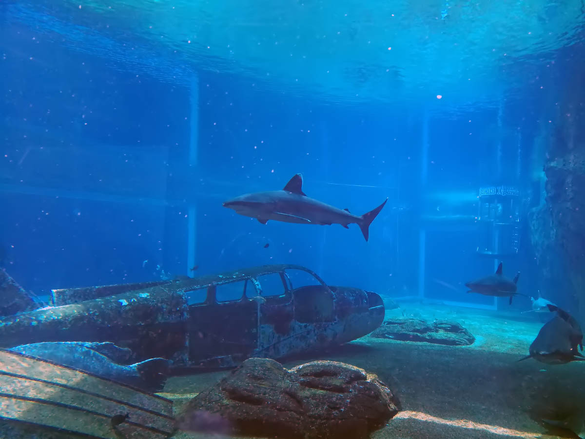 IMG_20200206.jpg IMG_20200206.jpg