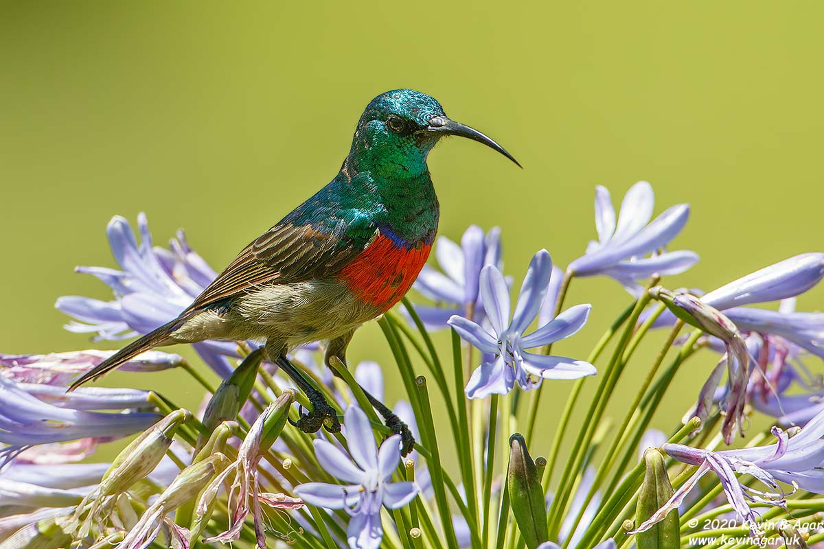 7D2_8544.jpg 7D2_8544.jpg