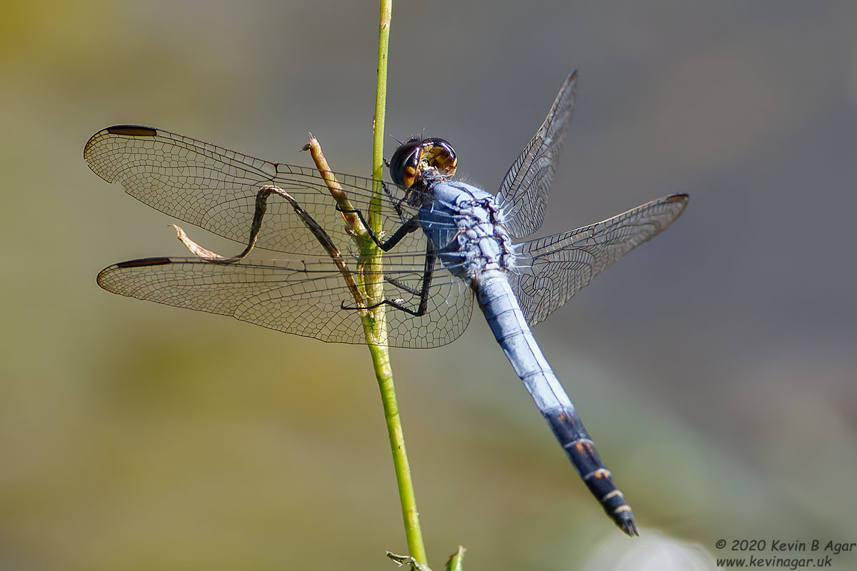 7D2_8416.jpg
