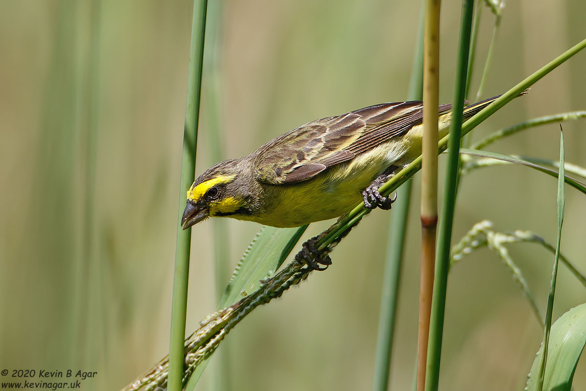 7D2_8380.jpg 7D2_8380.jpg