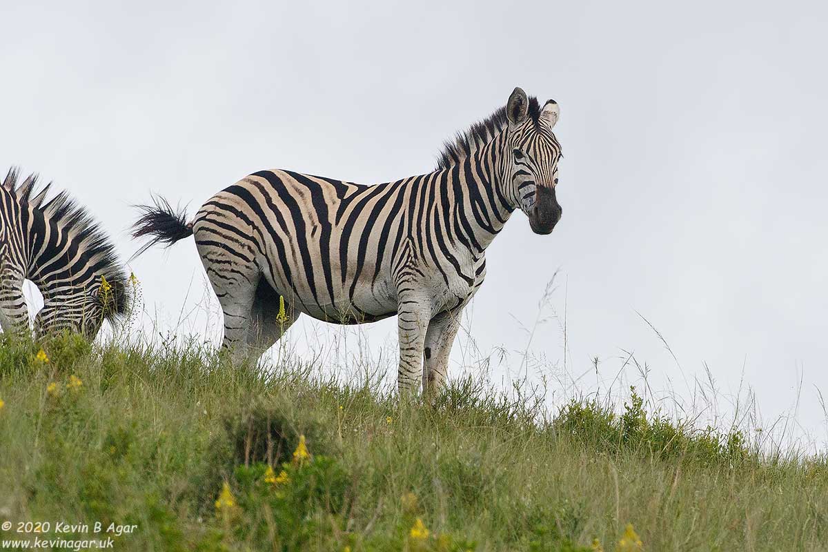 7D2_7992.jpg 7D2_7992.jpg