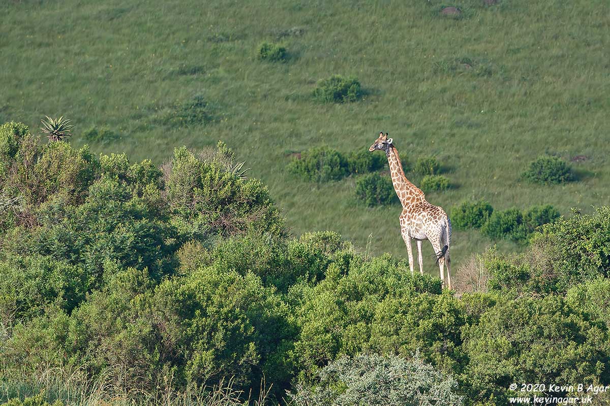 7D2_7877.jpg 7D2_7877.jpg