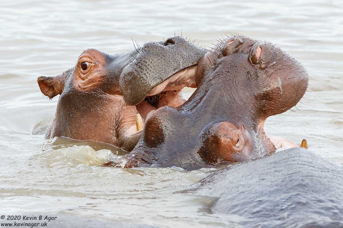 7D2_6936.jpg 7D2_6936.jpg