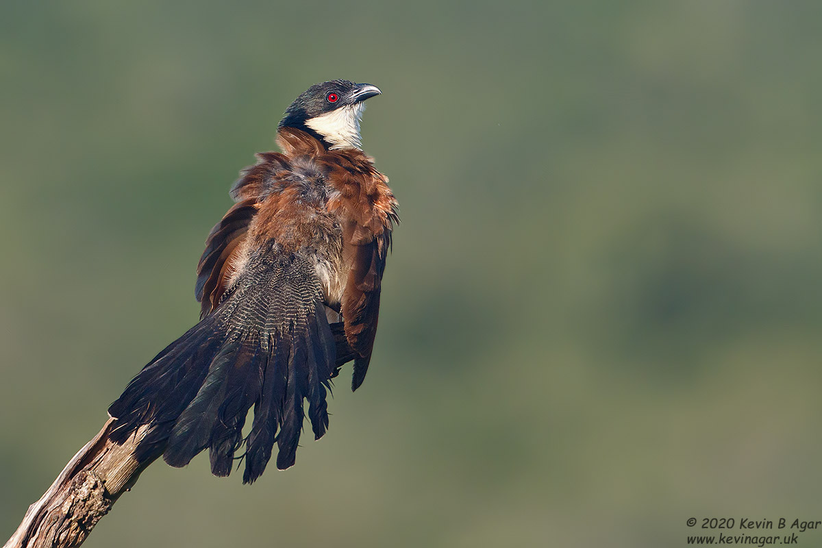 7D2_7923.jpg 7D2_7923.jpg