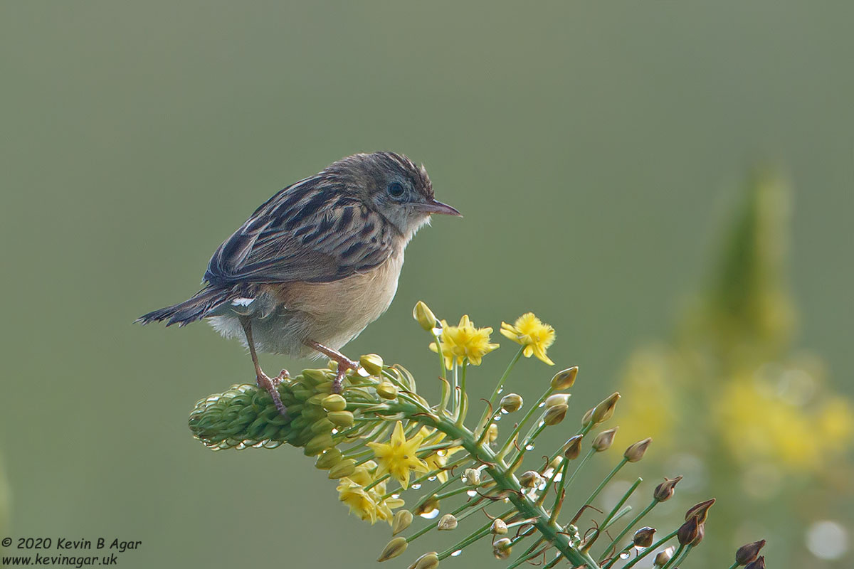 7D2_7859.jpg